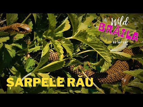 Am găsit dihania! Șarpele Rău, Dolichophis caspius, la Brăila (51)