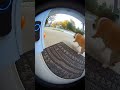 Squirrel Assassin Fails Mission, Bulldog Freaks Out!