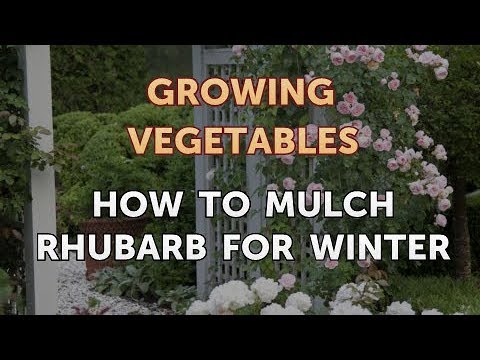 When to Pick Hungarian Hot Wax Peppers