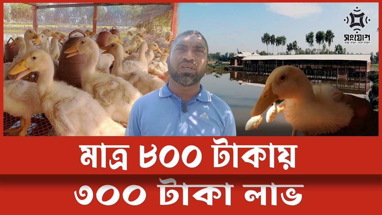 পিকিং হাঁসে লাখ টাকা আয়