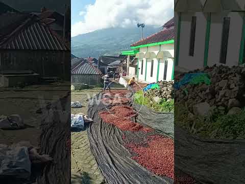 Harvesting Robusta coffee cherries in Pasuruan