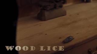 Murray Gold - Wood Lice