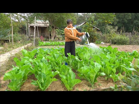 , title : 'Grow strawberries and tomatoes. Taking care of the vegetable garden, harvesting and cooking.'