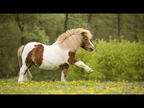 5K Madagascar Wildlife - Incredible Nature and Wildlife of Madagascar - 4 HOURS Video *9041