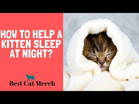 How to Help a Kitten Sleep at Night? - YouTube