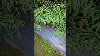 Download lagu until you tremble mp3