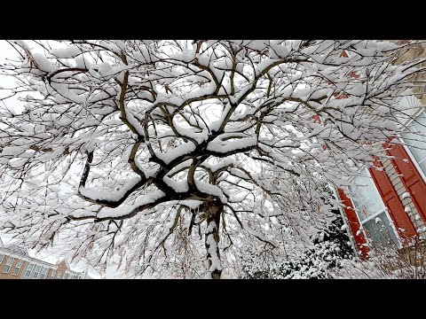 Snowing In Slow-mo (02-13-2022)