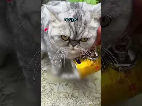 Δες τι έκανε η γάτα 😀