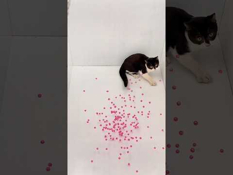 Cat Tom Beads 📿🔮 Marble 🌈📿Reverse Video #reversevideo #funny #marblerunandmore #cat #asmr