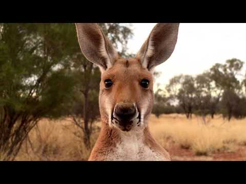 Kangaroo (Trailer)