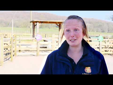 New Pygmy Goat Kids at Longleat!