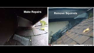 Squirrel Removal & Repair