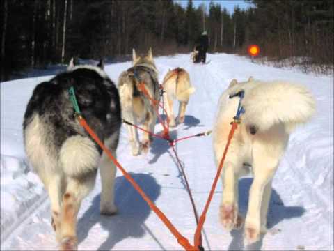 Vuokatin Hiihtopummi Husky-kuskina