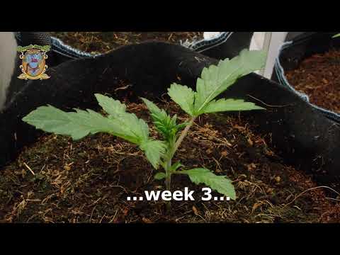 Sweet Seeds Timelapse days 1-23