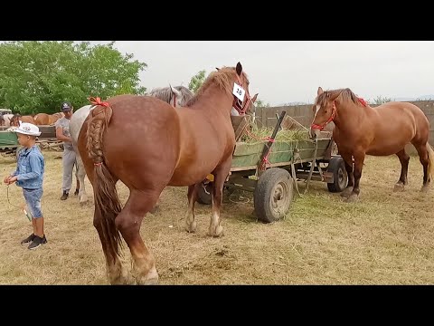 Boraș Zoli's horses from Medieșu Aurit-Satu Mare 2022