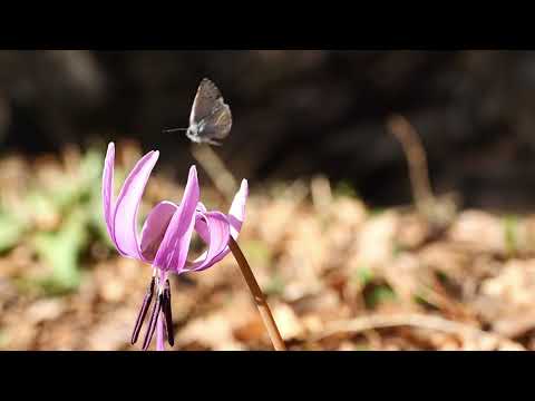 カタクリの花に舞うルリシジミ