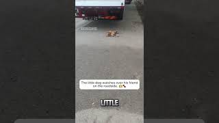 The True Definition of Loyalty 🐕💔#dog #puppylove #shorts