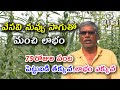 నువ్వు పంట సాగుతో మంచి లాభాలు Success Story Of Ses