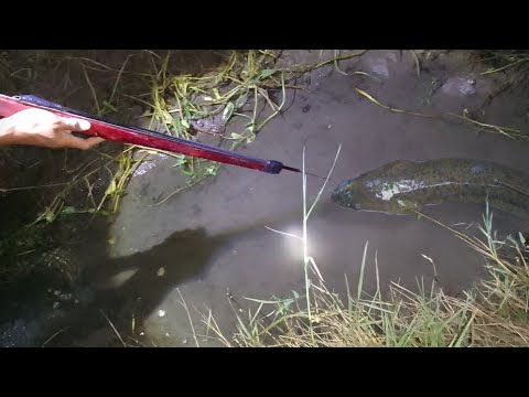 Episode27|pamamana Ng igat at pagkakana Ng buntog👏🇵🇭