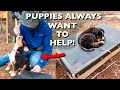 Building an Outdoor Raised Puppy Bed from Pet Screen & Home-Milled Lumber. #189