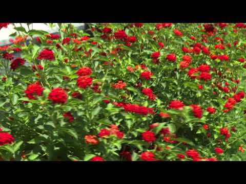 Walkthrough Walkthrough