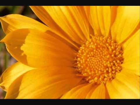 Flor Amarela video