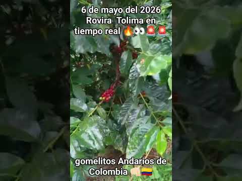 #Rovira Tolima👊🏻🇨🇴