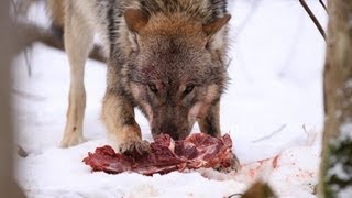 preview picture of video 'Was ist die Inzestsperre? Wölfe Wolf Inzest Paarung Verpaaren Wolfcenter Dörverden'