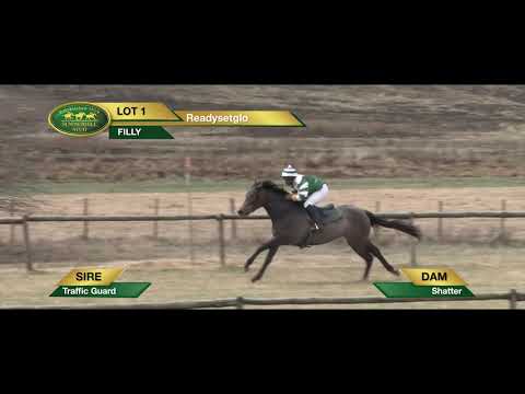 LOT 1 Readysetglo (Traffic Guard - Shatter)