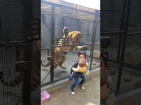 Tiger attack on childs | Tiger ne bache ko dara diya | #viral #tiger #animals #tigerlove #shorts