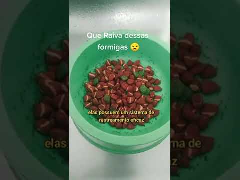 Formiga na ração nunca mais!