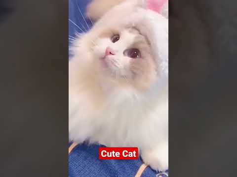 Cute Cat|cute cat|cute pet#sudhirvlog