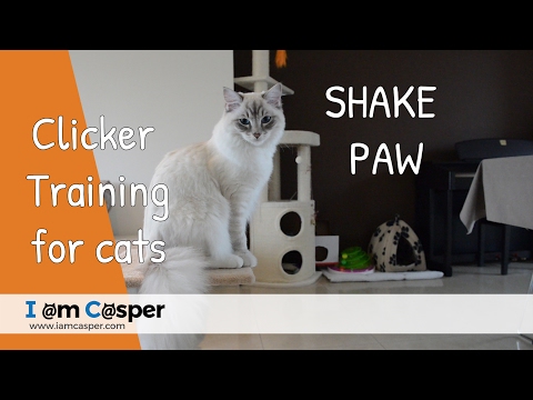 How to teach your cat shake paw - Clicker training for cats
