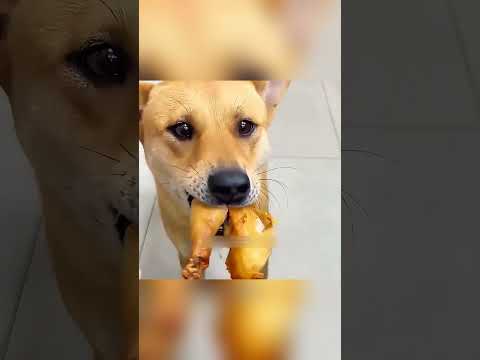 🐶💔 नन्हा पिल्ला बना असली हीरो! ❤️🥹