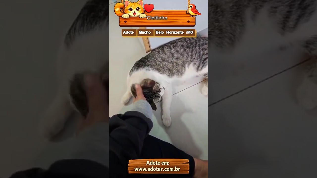Gato raça SRD-ViraLata idade 1 ano nome Cleitinho