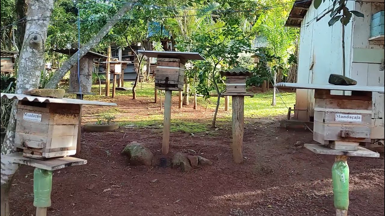 Meliponário e criação de Abelhas Nativas Sem Ferrão
