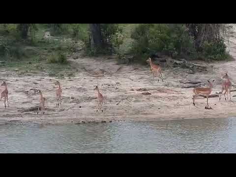 Djuma: Impala herd - 13:15 - 10/31/20