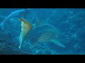Madagascar Scuba Diving (Radames tour with MV Cattitude)