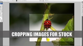 Selling Stock 24. Cropping Images for Stock Agencies