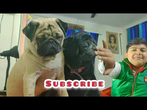 Know about pugs dog (should you buy or not ) positive and negative points by SWAYAM TRIPATHI