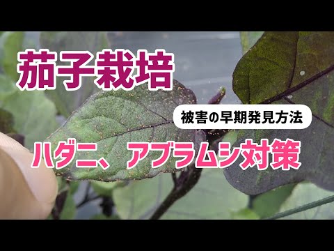  SOS: バラの茂みにアブラムシが侵入しました!ダニを取り除くための環境に優しい4つの家庭療法  庭園