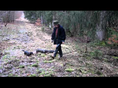 3 Dackel ohne Leine im Wald beim HALT, man merkt, Bella muss noch lernen.