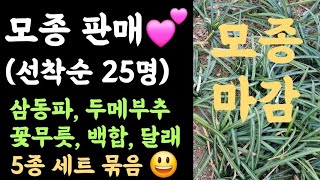 모종판매(문자메시지 신청 선착순 25명) ???? 삼동파, 두메부추, 꽃무릇, 백합, 달래 5종 세트판매 ?…