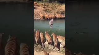 Download lagu Dekh tamasha lakdi ka #viral #religion #hanuman #punjabigurbani #radha #shabadkirtan #kirtan mp3 Download lagu Dekh tamasha lakdi ka #viral #religion #hanuman #punjabigurbani #radha #shabadkirtan #kirtan mp3