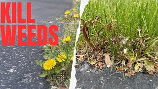 How to KILL DANDELIONS and Other Weeds in Your Lawn