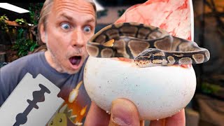 NO MORE BABY SNAKES! LAST SNAKE EGGS!! | BRIAN BARCZYK