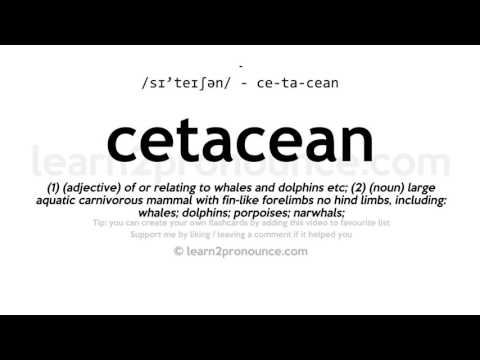 Pronunciation of Cetacean | Definition of Cetacean