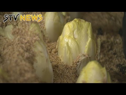 離れて、チコリ 植物