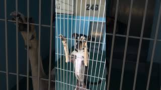 Video preview image #1 Mutt Puppy For Sale in Pasadena, CA, USA