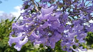 Bodrum in Bloom: New Floral Odes (Çiçek açan Bodrum: Yeni çiçek güzell